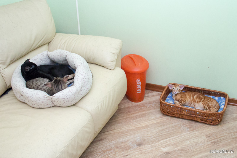Ориентальные кошки и кот отдыхают, каждый в своём гнезде.