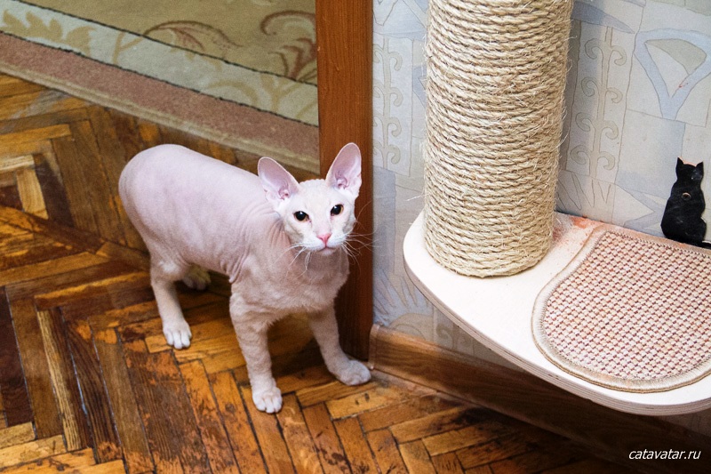 Oriental has got cats’ furniture. Kitten’s joy. Furniture workshop for cats CatAvatar. Furniture for cats.