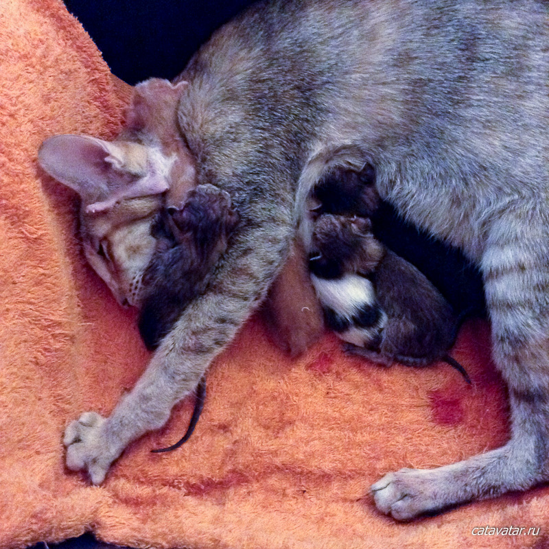 Ориентальная кошка родила малышей.