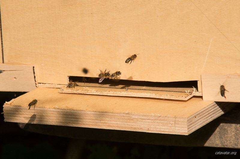 Пчёлы прилетели на садовый участок. неопытный пчеловод. Первый улей.