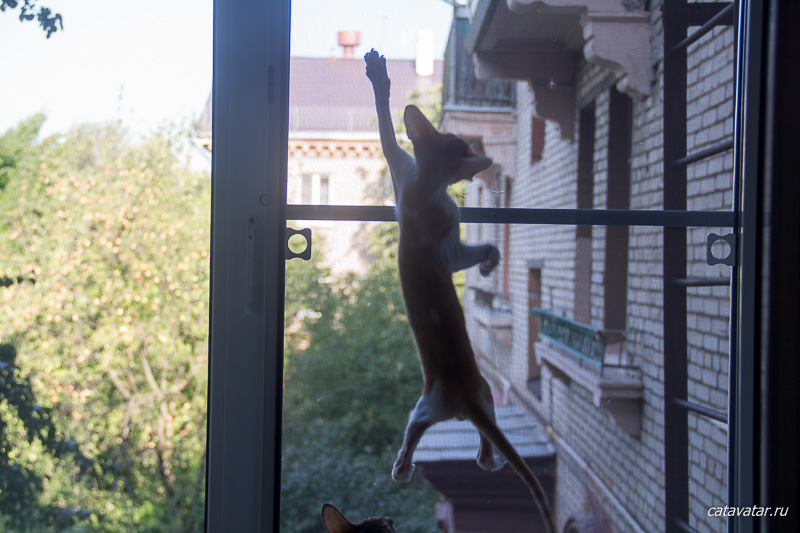 Ориентальные котята охотятся за голубем. Питомник ориентальных кошек в Москве. Купить ориентального котёнка. 
