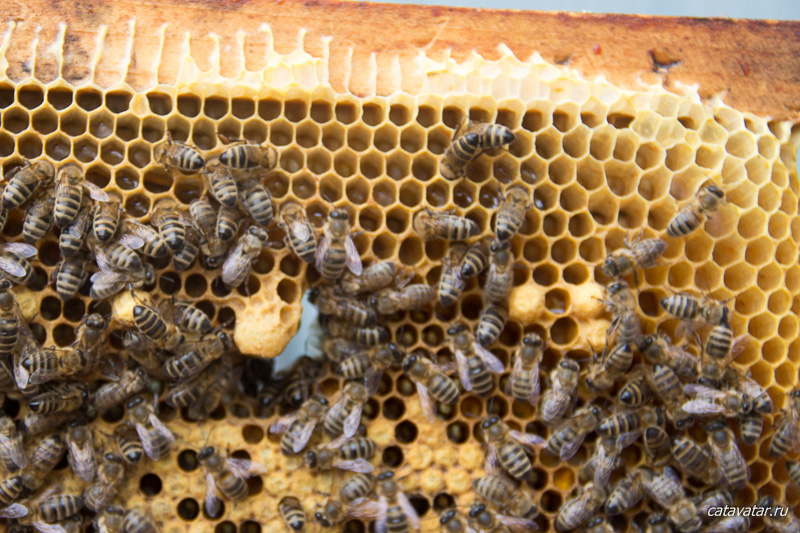 Пчеловодство для любителя. Пчёлы прилетели на дачу.
