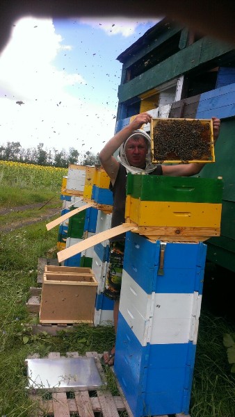 Пчеловодство для любителя. Пчёлы прилетели на дачу.