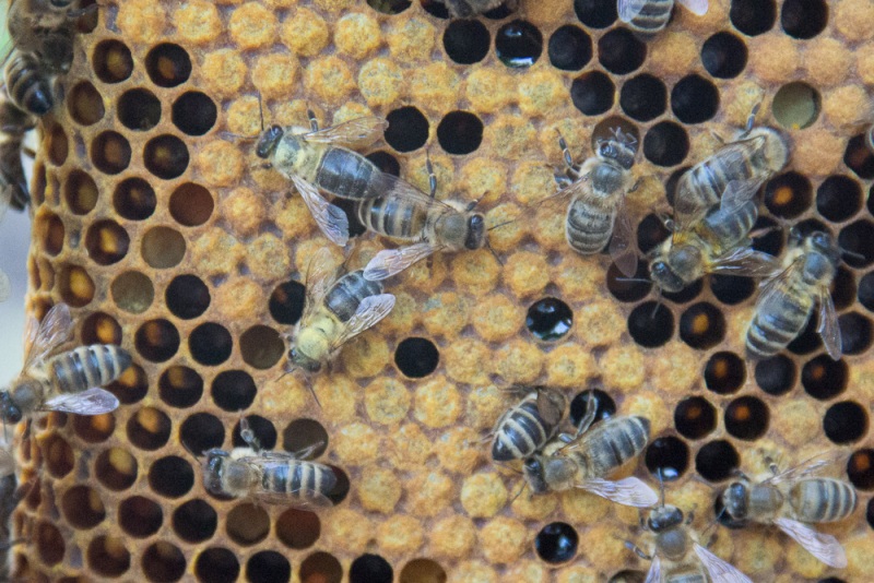 Пчёлы прилетели на садовый участок. Неопытный пчеловод. Первый улей.