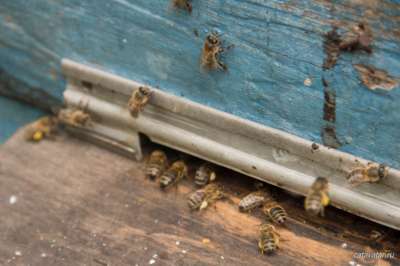 Пчёлы прилетели на садовый участок. Неопытный пчеловод. Первый улей.