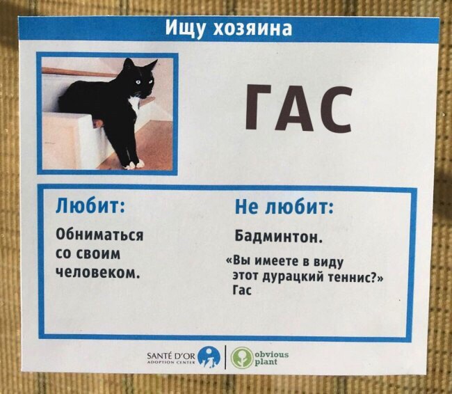 Питомник ориентальных кошек в Москве. Купить котёнка.Истории и фотографии о жизни кошек.День кошек. 