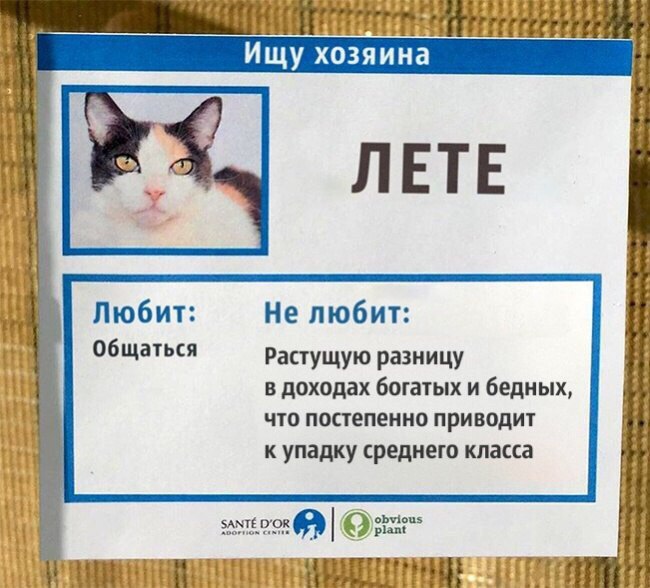 Питомник ориентальных кошек в Москве. Купить котёнка.Истории и фотографии о жизни кошек.День кошек. 
