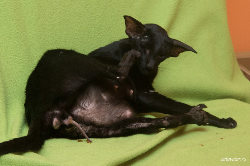 Чёрная ориентальная кошка. Кошка рожает. Питомник ориентальных кошек в Москве. Купить котёнка.Истории и фотографии о жизни кошек.