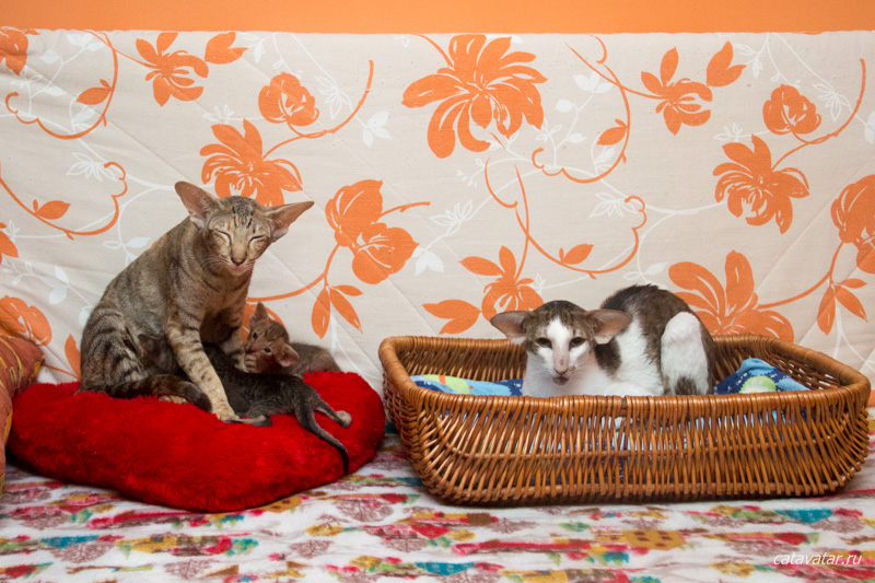 Питомник ориентальных кошек в Москве. Купить котёнка.Истории и фотографии о жизни кошек.