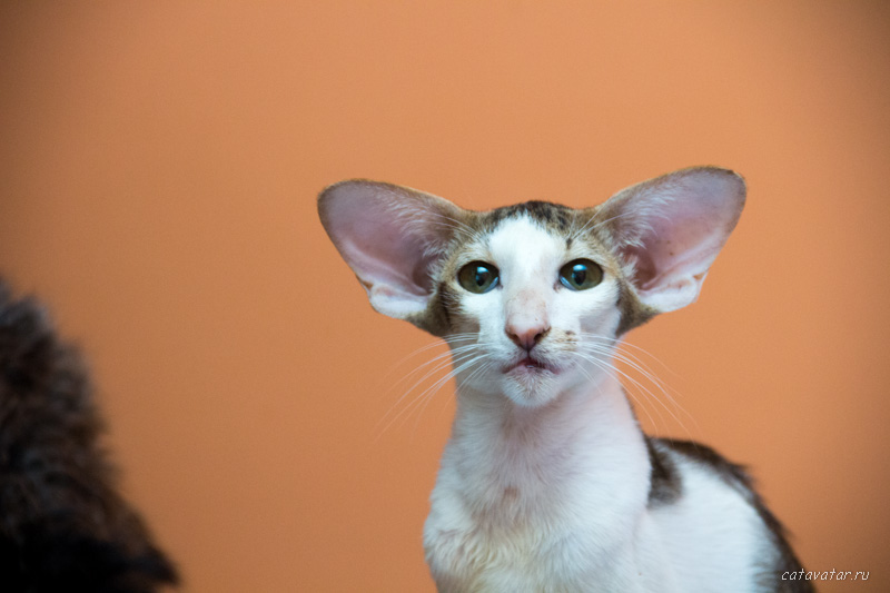 Тимастик | Питомник ориентальных кошек Avatar