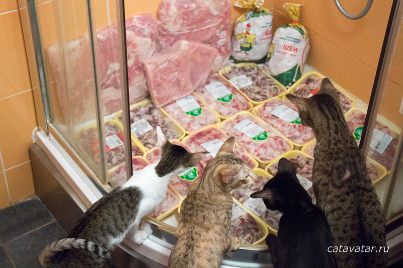 Рецепт натуралки | Питомник ориентальных кошек Avatar