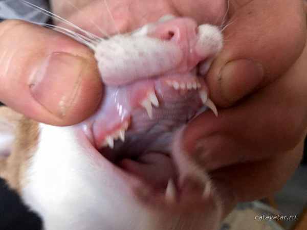 Проблемы при смене зубов... | Питомник ориентальных кошек Avatar