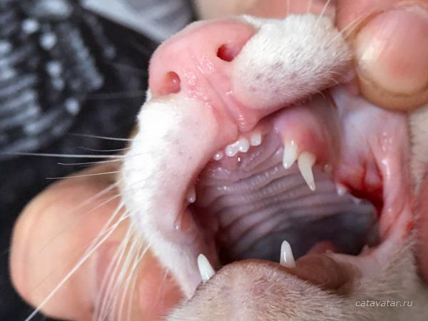 Проблемы при смене зубов... | Питомник ориентальных кошек Avatar