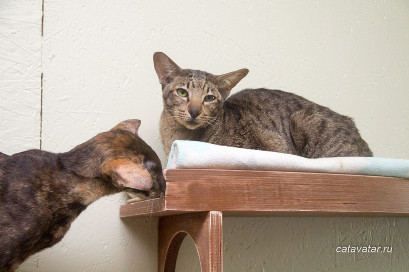 Oriental has got cats’ furniture. Kitten’s joy. Furniture workshop for cats CatAvatar. Furniture for cats.