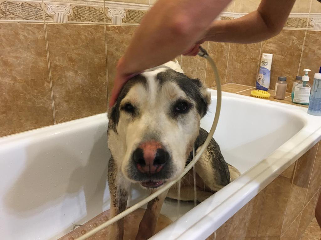 Искупать алабая в ванной, искупать большую собаку в ванной