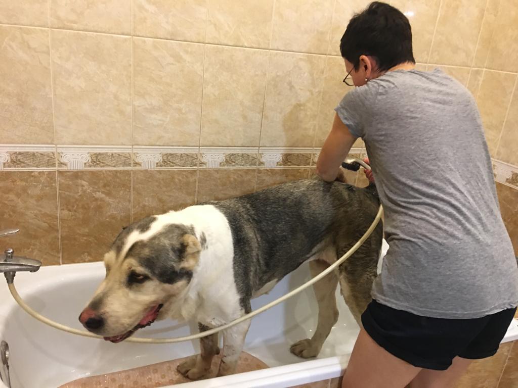 Искупать алабая в ванной, искупать большую собаку в ванной