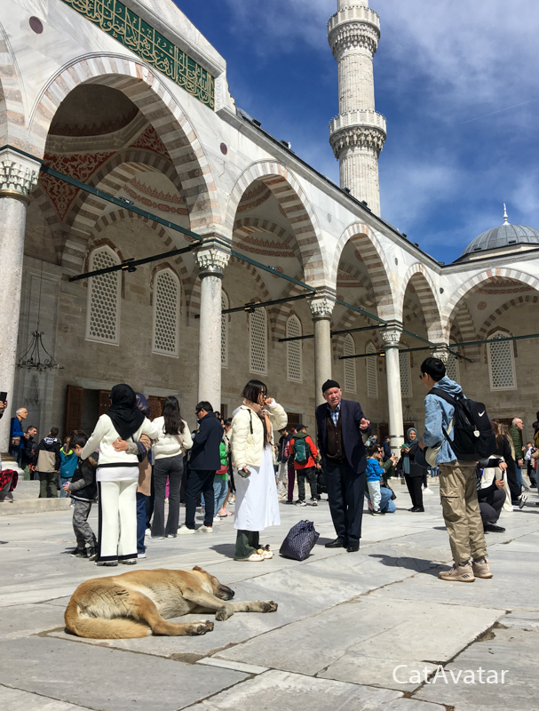 Собаки и кошки в Турции