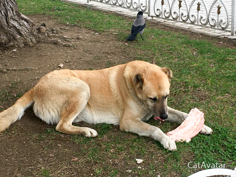 Собаки и кошки в Турции