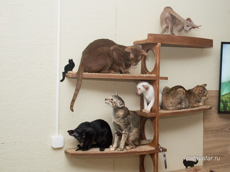 Комплекс для кошек, мебель для кошек.