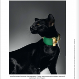 Чёрная ориентальная кошка