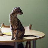 Ориентальная кошка сидит на столе