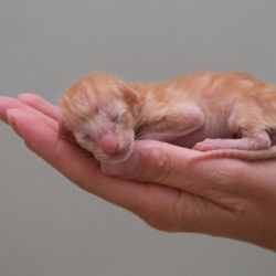 Новорожденный рыжий ориентальный котёнок