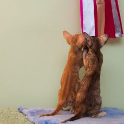 Два ориентальных котёнка завидуют наградам своей мамы