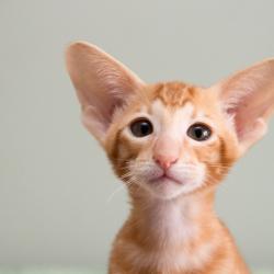 Портрет красивого ориентального котёнка, красный мраморный.