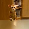 Рыжий ориентальный кот. Питомник ориентальных кошек в Москве. Купить котёнка.Истории и фотографии о жизни кошек.