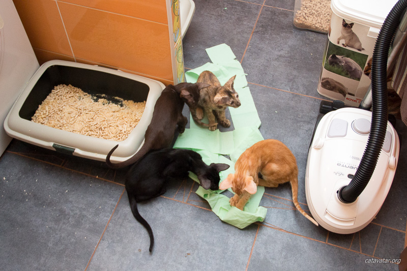 Наши ориентальные кошки очень чистоплотные и всегда используют туалетную бумагу.