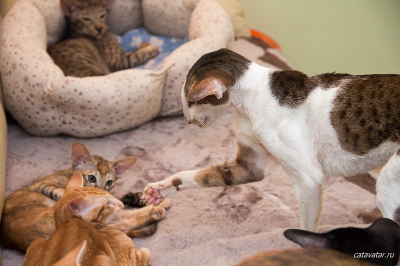 Ориентальный кот воспитывает котёнка и объясняет кто в доме на самом деле хозяин.