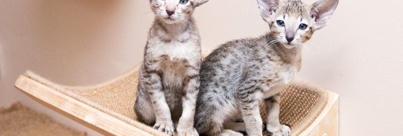 Kittens cattery oriental cats "Avatar", litter N