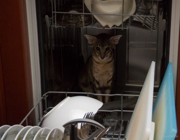 Кошачья посудомоечная машина