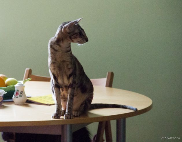 Ориентальная кошка сидит на столе