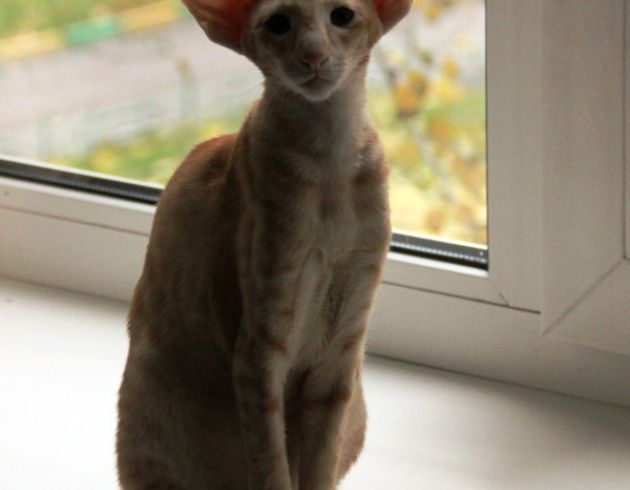 Красная пятнистая ориентальная кошка