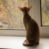 Красная пятнистая ориентальная кошка