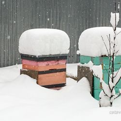 Пчёлы зимой