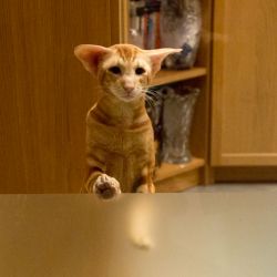 Рыжий ориентальный кот. Питомник ориентальных кошек в Москве. Купить котёнка.Истории и фотографии о жизни кошек.