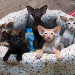 Пять замечательных ориентальных котёнка разных окрасов
