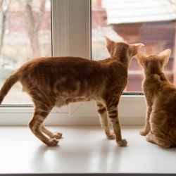Рыжие мраморные ориентальные коты смотрят в окно