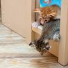 Котята выходят из гнезда. Питомник ориентальных кошек в Москве. Купить ориентального котёнка.Ориентальные кошки. Ориентальный котёнок. Истории о кошках. Фото ориентальных кошек.