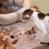Взрослый ориентальный кот показывает котятам кто в доме хозяин...